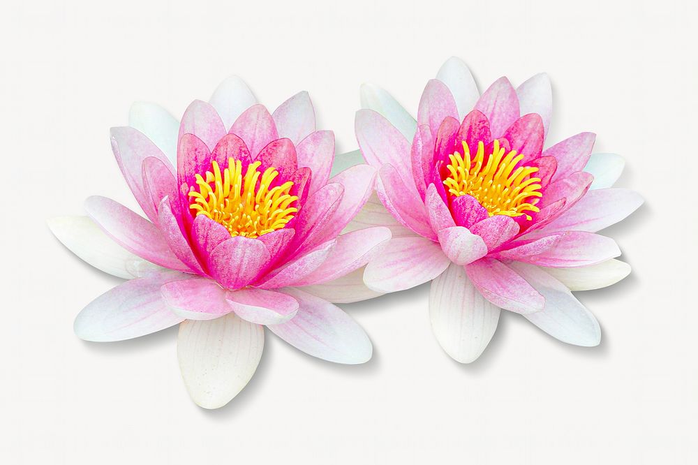 Water lily flowers isolated image