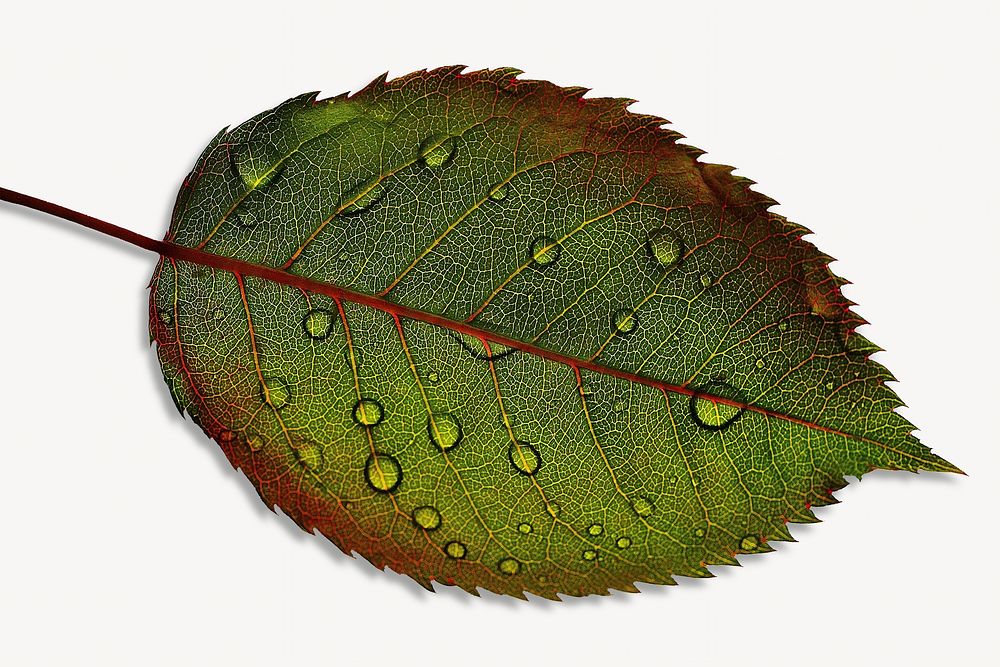 Water droplets leaf isolated design