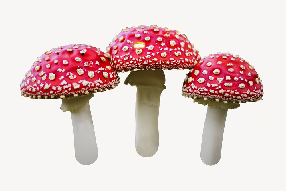 Poisonous mushroom isolated image