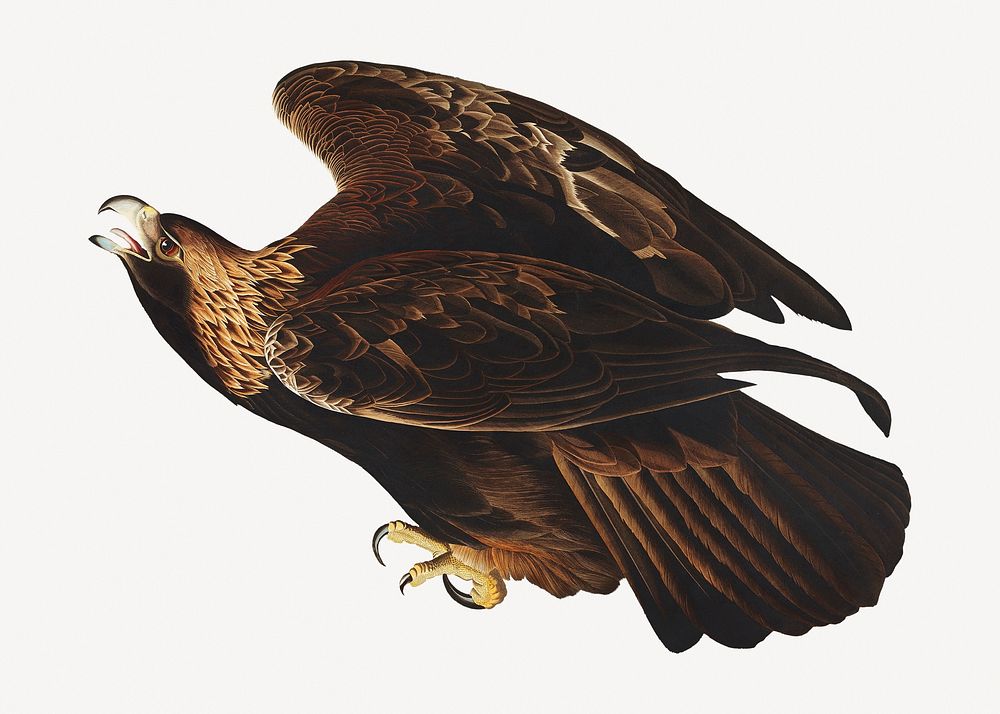 Golden eagle bird, vintage animal collage element psd