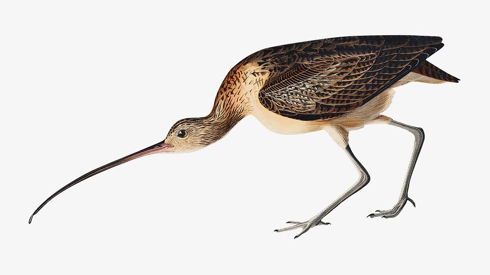 Long-billed curlew bird, vintage animal illustration