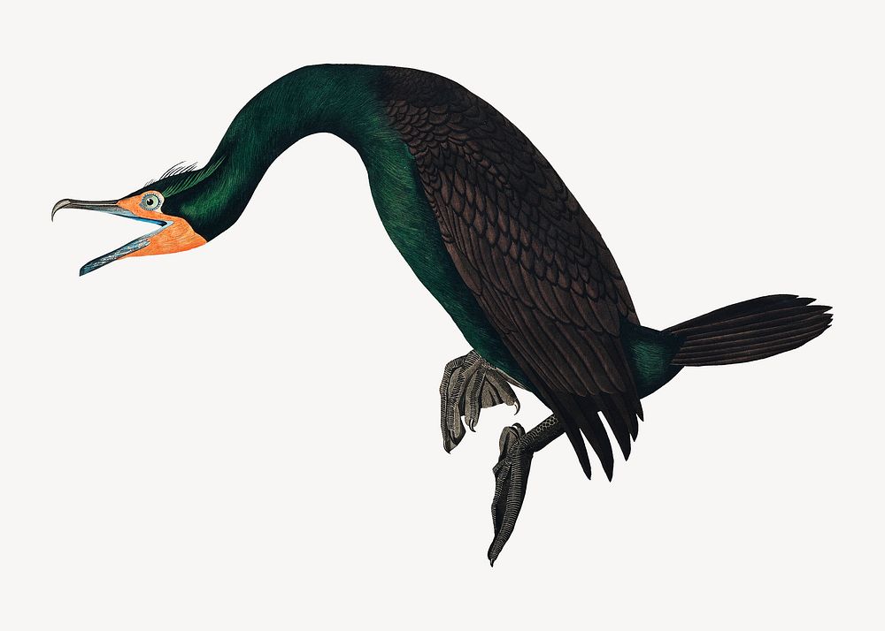 Florida cormorant bird, vintage animal illustration