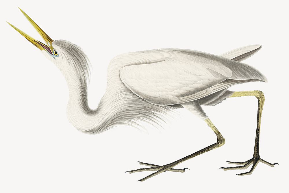 Great white heron bird, vintage animal illustration