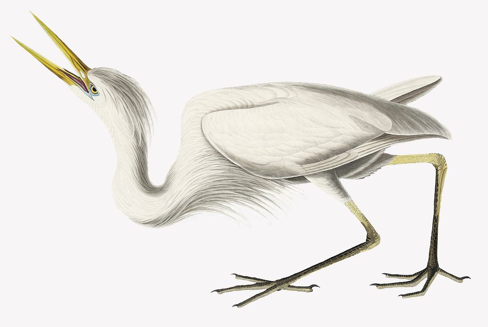 Great white heron bird, vintage animal collage element psd