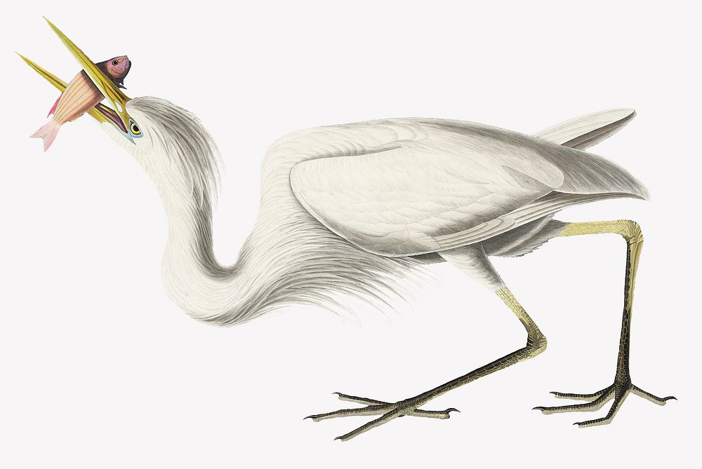 Great white heron bird, vintage animal collage element psd