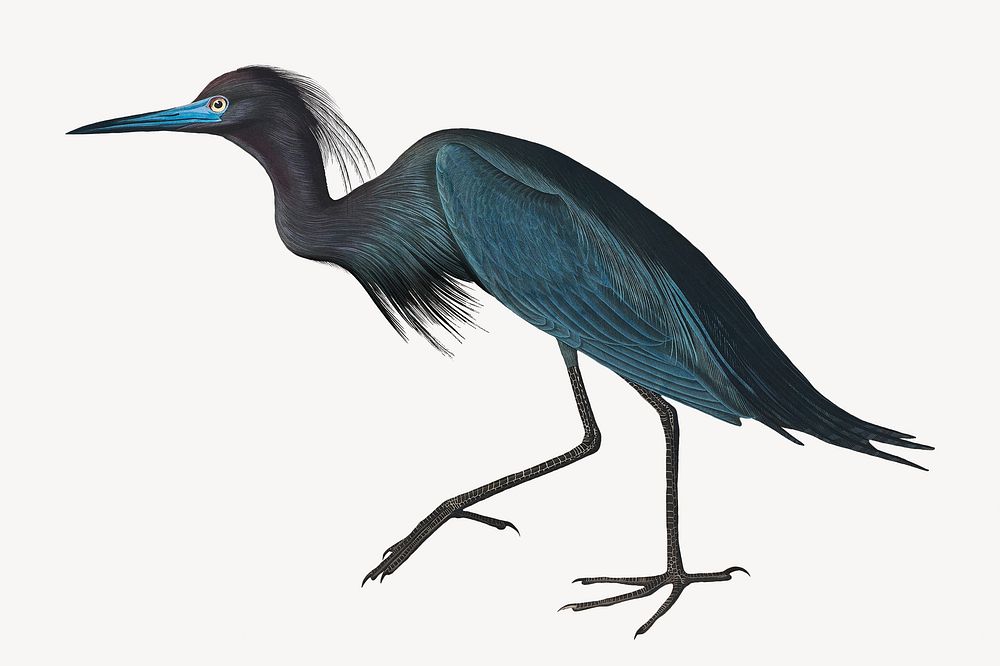 Blue crane bird, vintage animal illustration