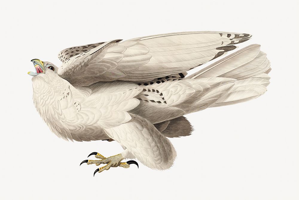 Iceland falcon bird, vintage animal illustration