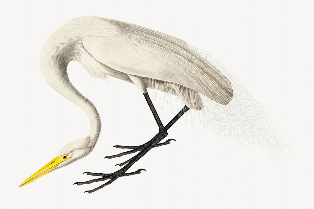 White heron bird, vintage animal illustration
