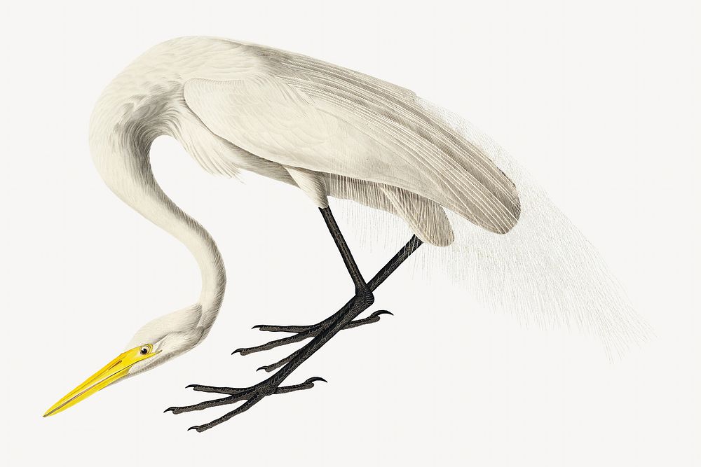 White heron bird, vintage animal | Premium Photo Illustration - rawpixel