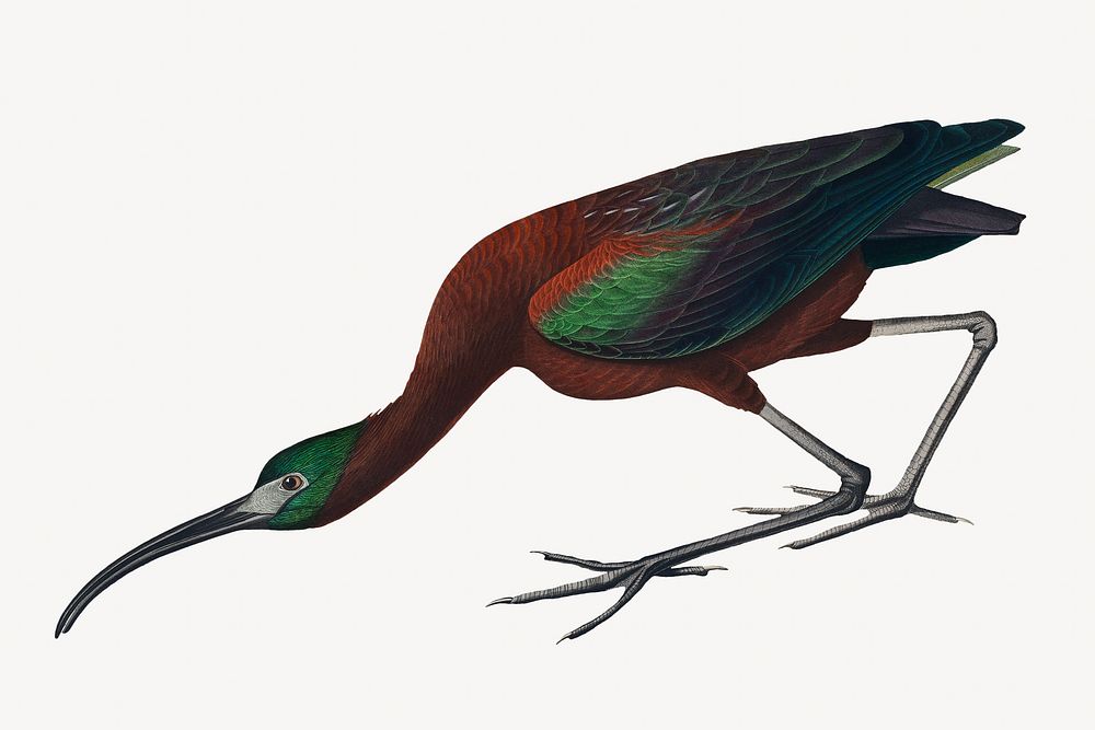 Glossy ibis bird, vintage animal illustration
