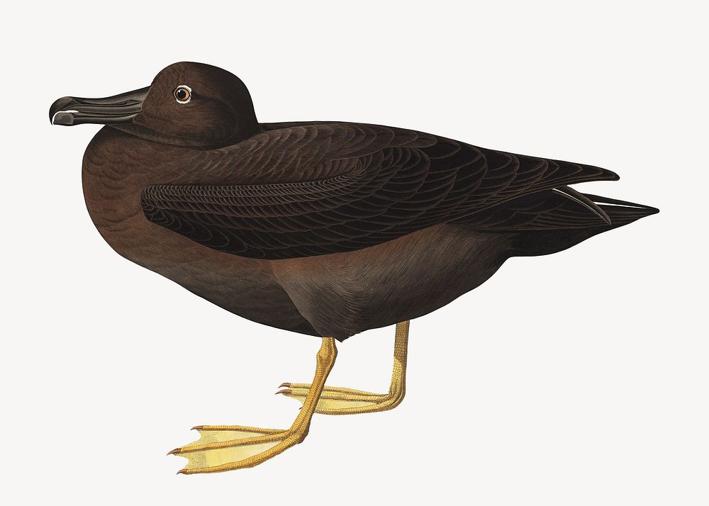 Dusky albatross bird, vintage animal illustration