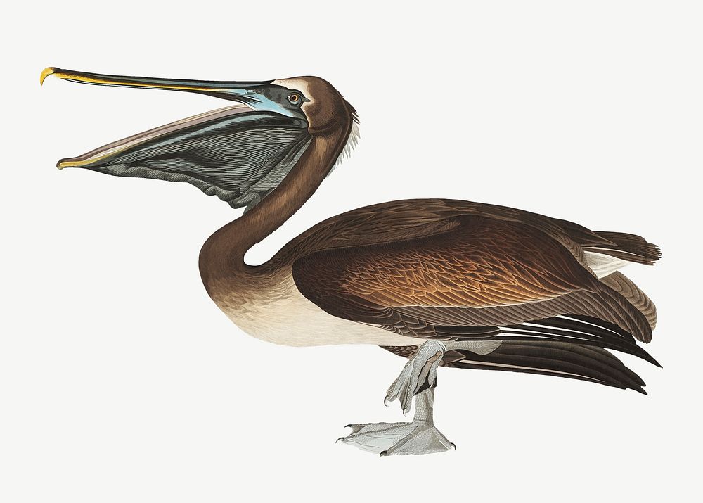 Brown pelican bird, vintage animal collage element psd