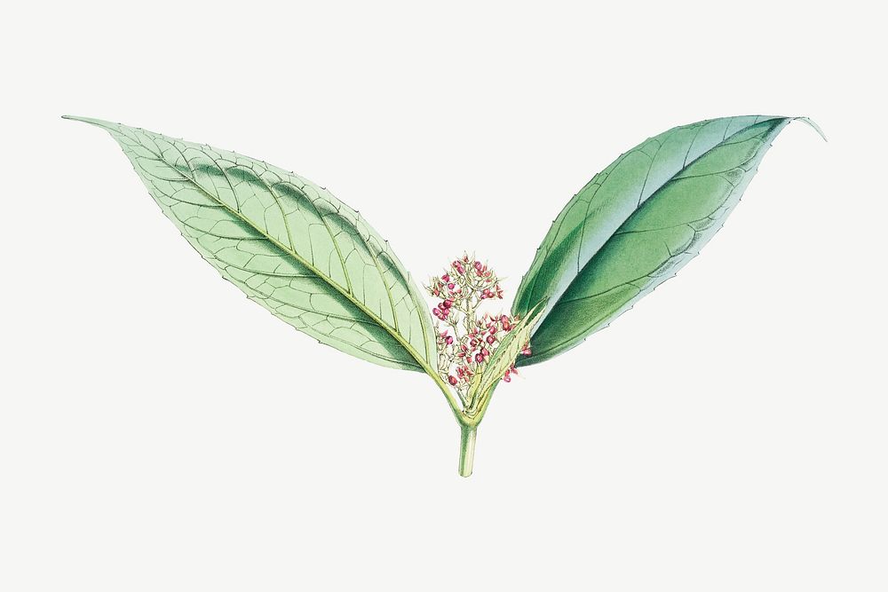 Aucuba Himalaica flower psd, vintage Himalayan plants collage element. Remixed by rawpixel.