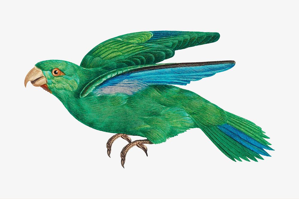Marigold parakeet parrot bird, vintage animal illustration