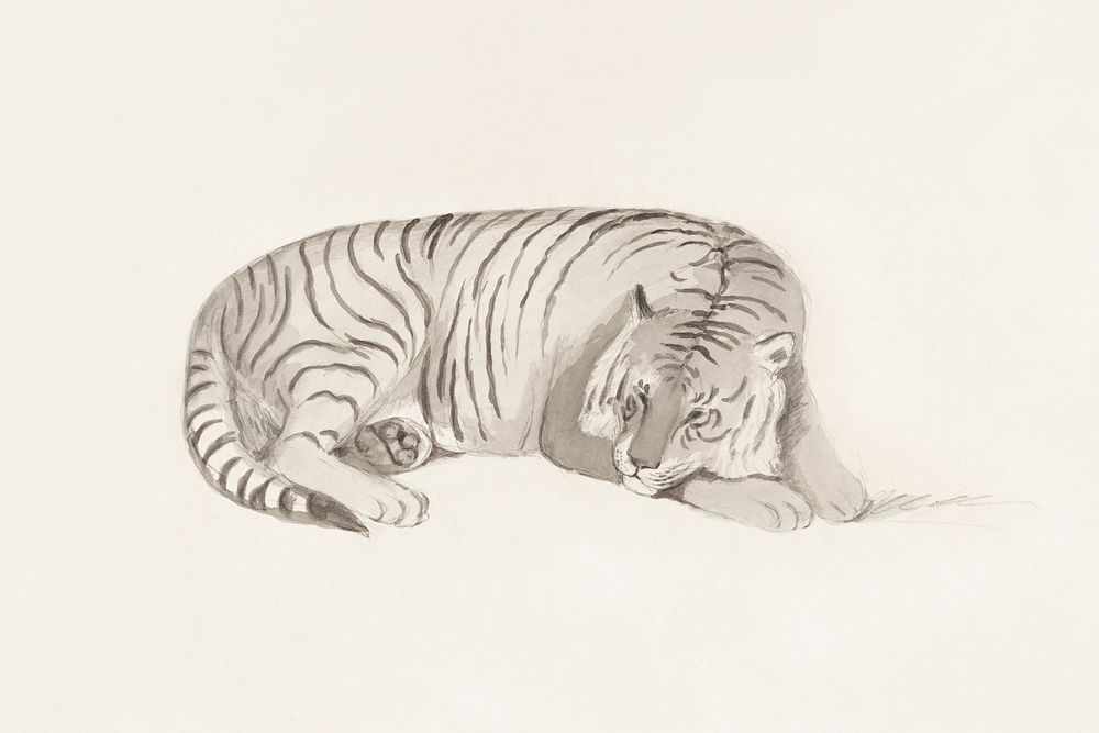 Tiger, vintage animal illustration. Original public domain image from the Library of Congress. Digitally enhanced by…