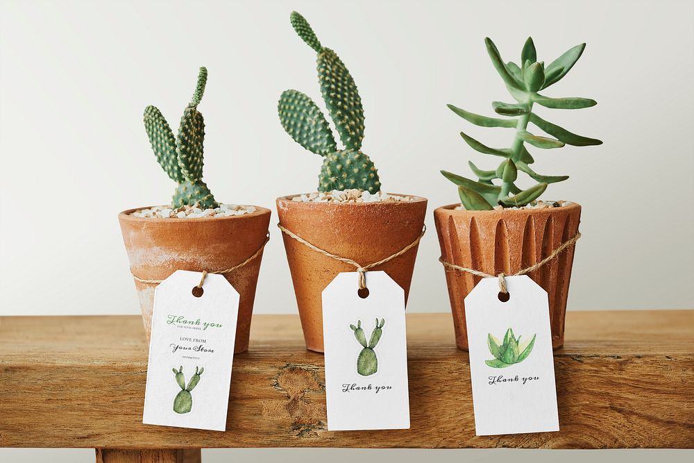 Cute cacti in terracotta pots with psd paper labels