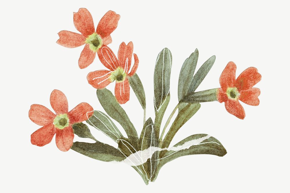 Alpine primrose flower clipart psd