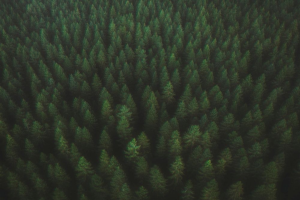 Lush pine forest background