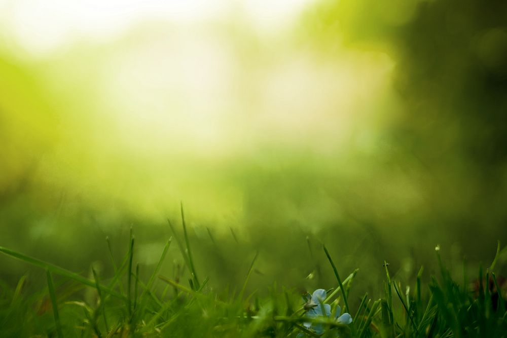 Morning green grass field