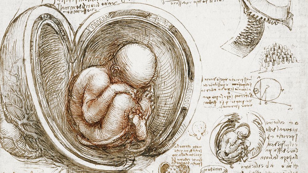Leonardo da Vinci's computer wallpaper, Studies of the Foetus in the Womb painting, remixed by rawpixel