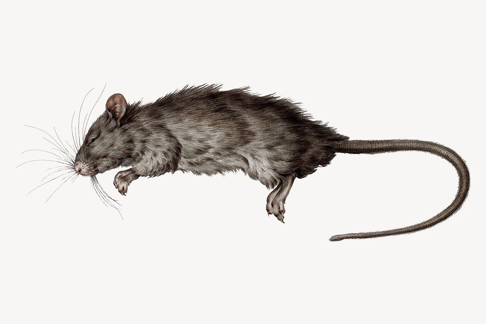 Dead rat, vintage  animal illustration by Jean Bernard, remixed by rawpixel