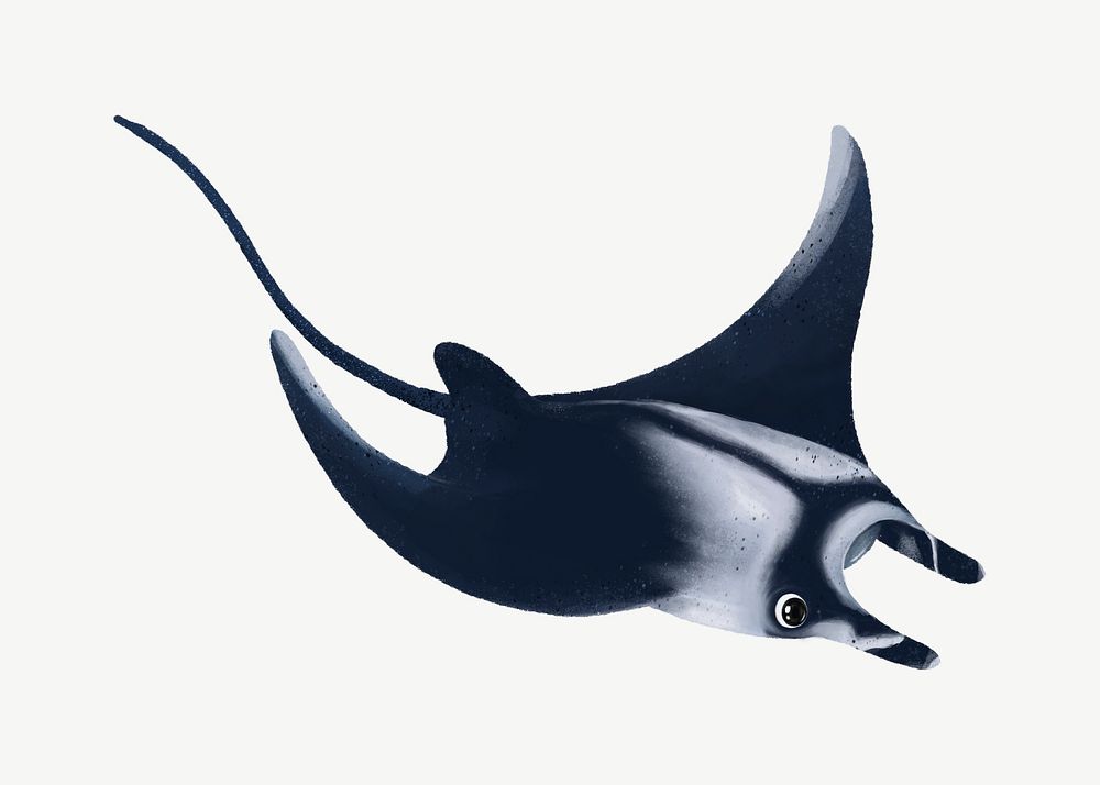 Manta ray, animal illustration, collage element psd
