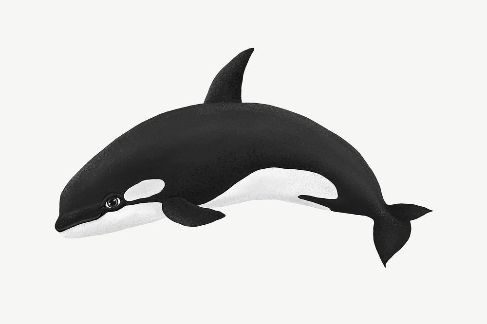Cute orca, animal illustration, collage element psd