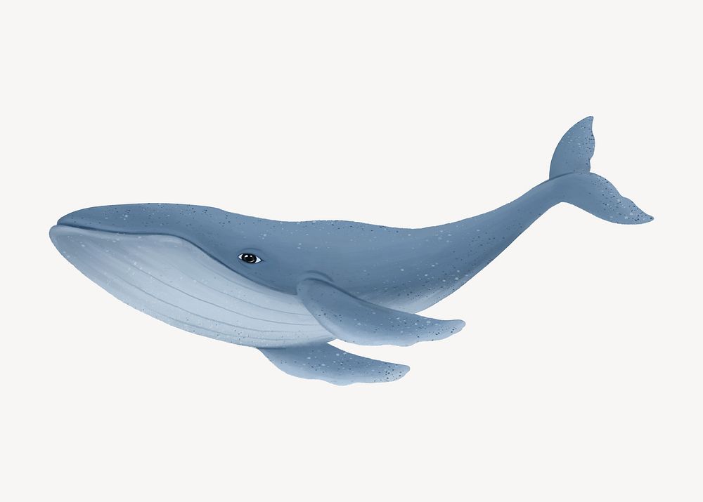 Humpback whale illustration, white background