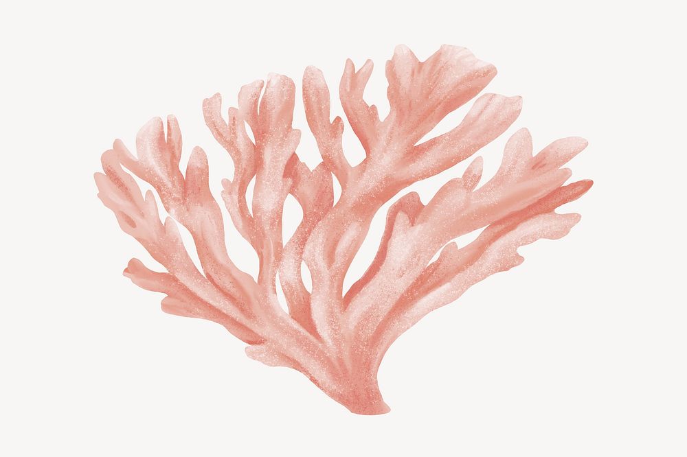 Pastel pink coral illustration, white background