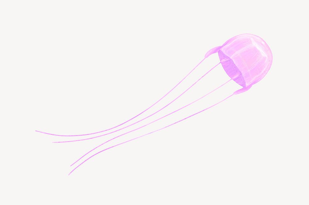 Pink jellyfish animal illustration, white background