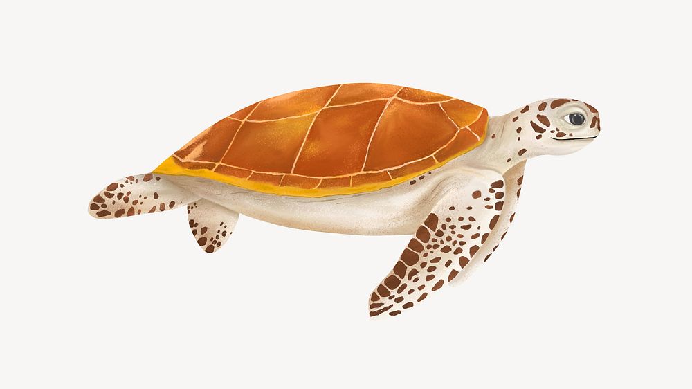 Sea turtle desktop wallpaper background