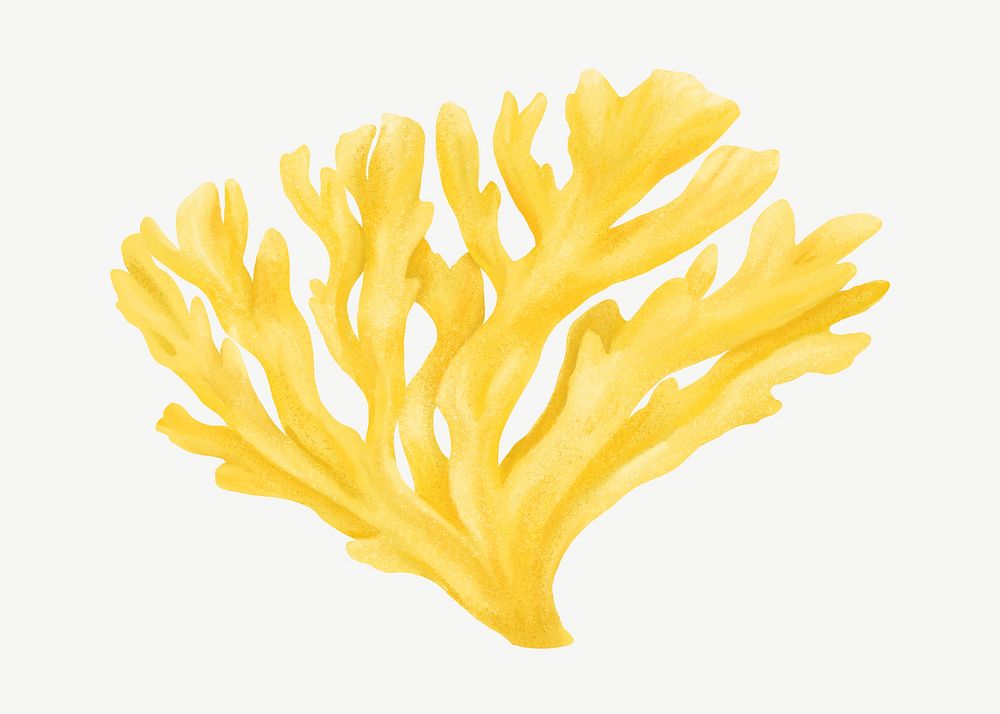 Yellow coral, nature illustration collage element psd