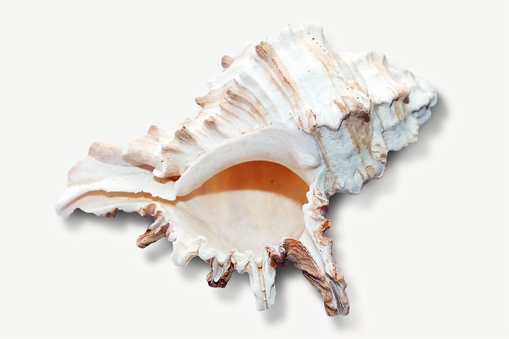 Seashell isolated image