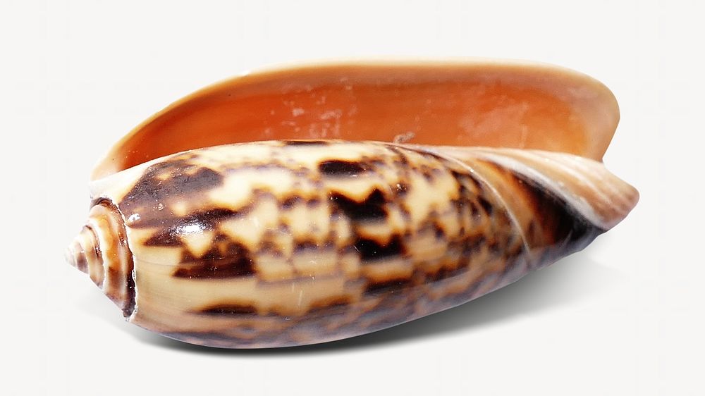 Seashell, marine life isolated design