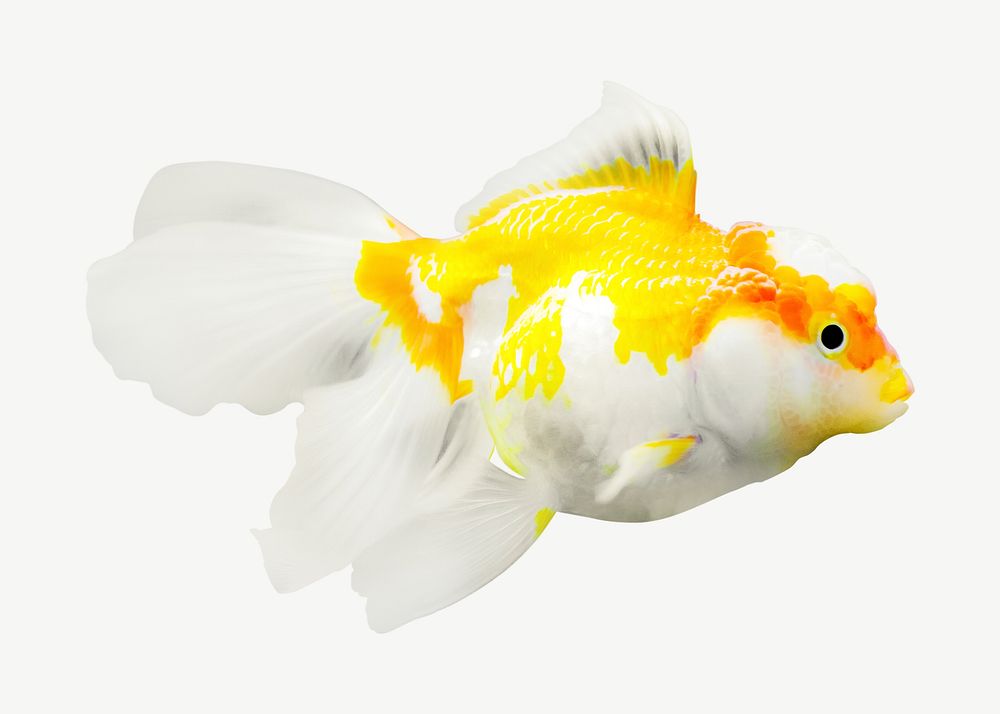 Goldfish  animal collage element psd
