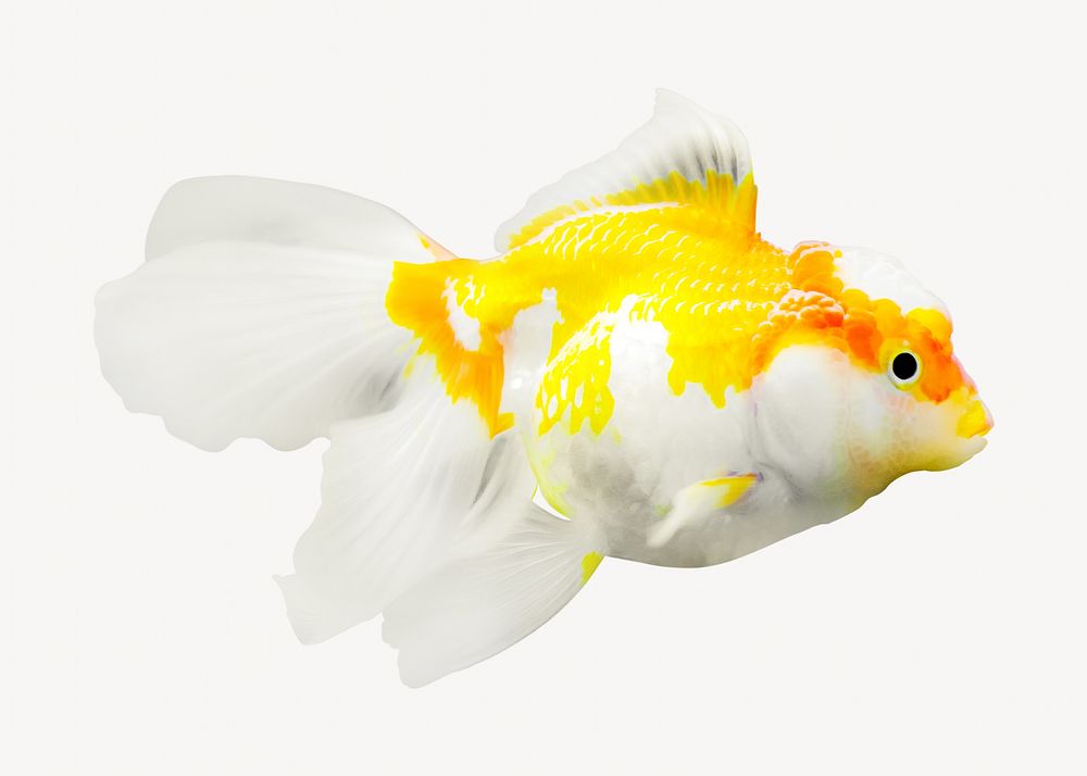 Goldfish  animal isolated design