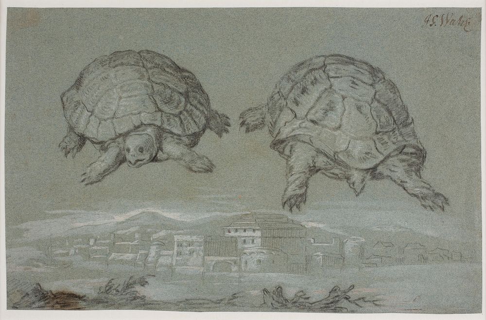 Two studies of a turtle, and prospect of a fortified city by the sea by Melchior Lorck