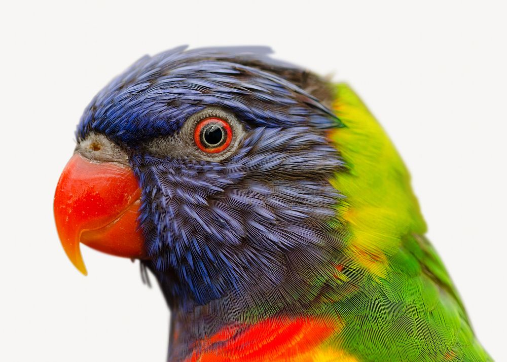 Rainbow lorikeet  collage element, isolated image