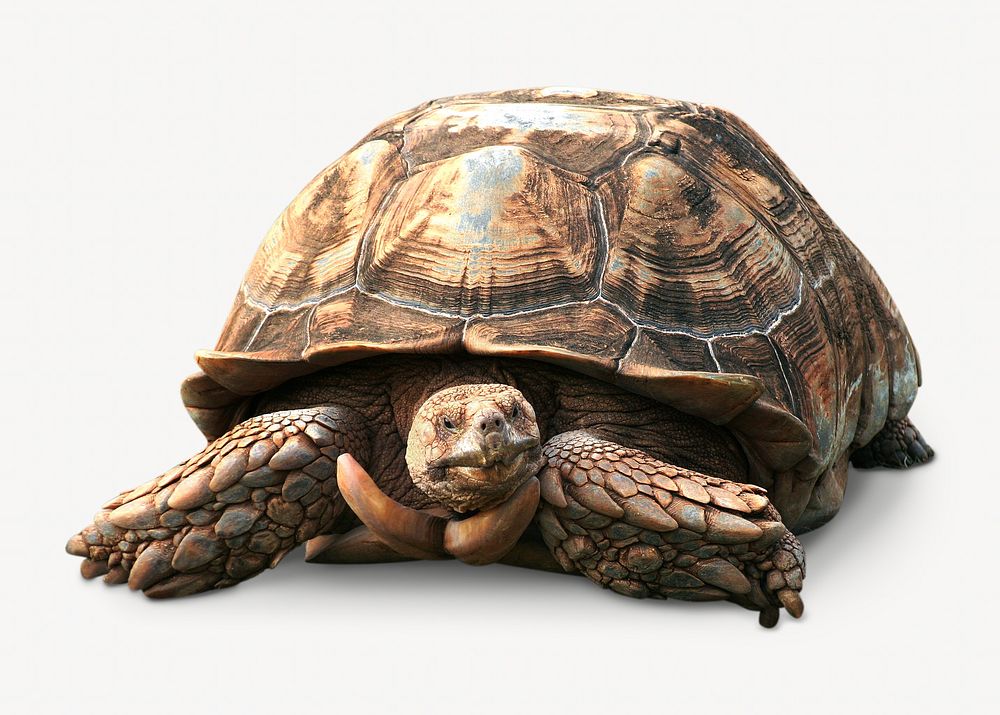 Brown turtle, isolated image