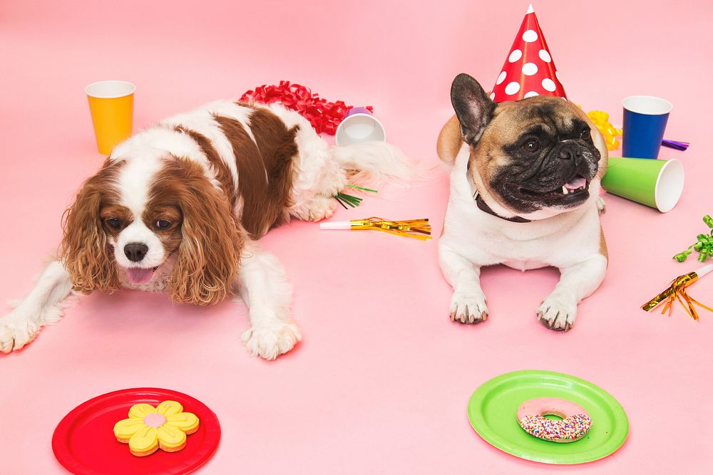 Birthday party dogs, cute pet.