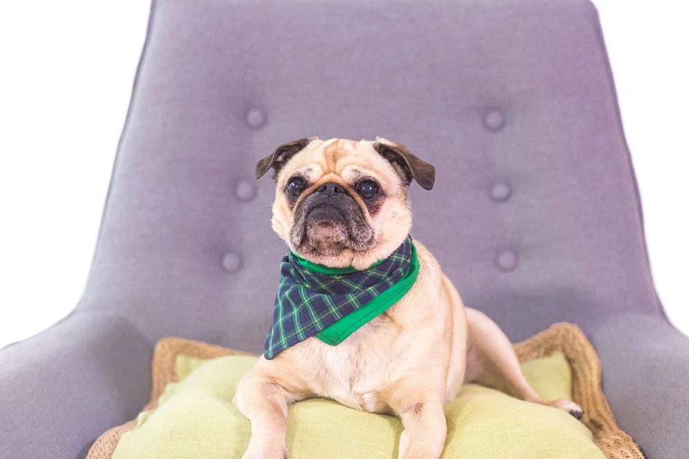 Pug sitting in purple chair on green pillow with two bandanas on.