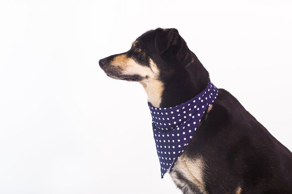 Side view of dog wearing blue and white polkadot bandana.