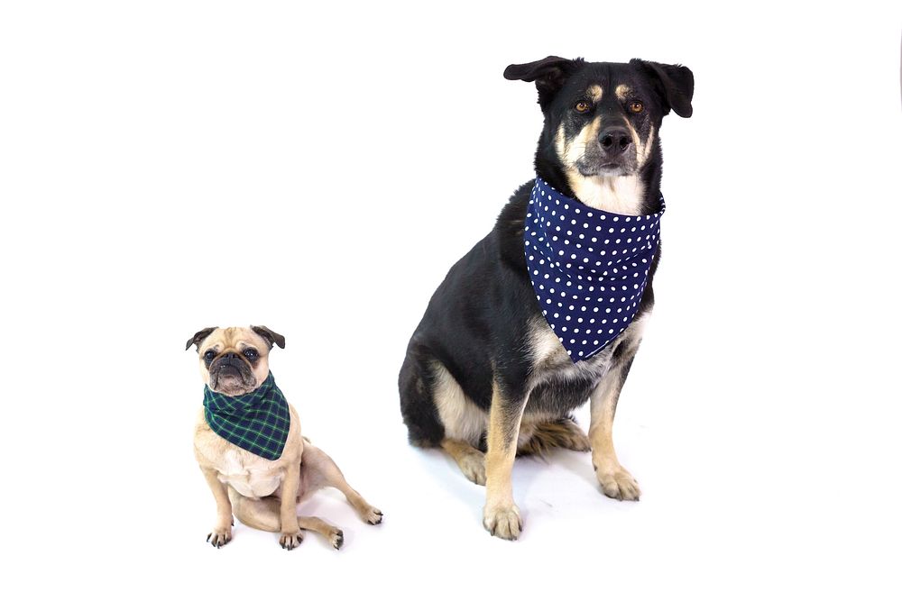 Dogs wearing bandanas, pet fashion.