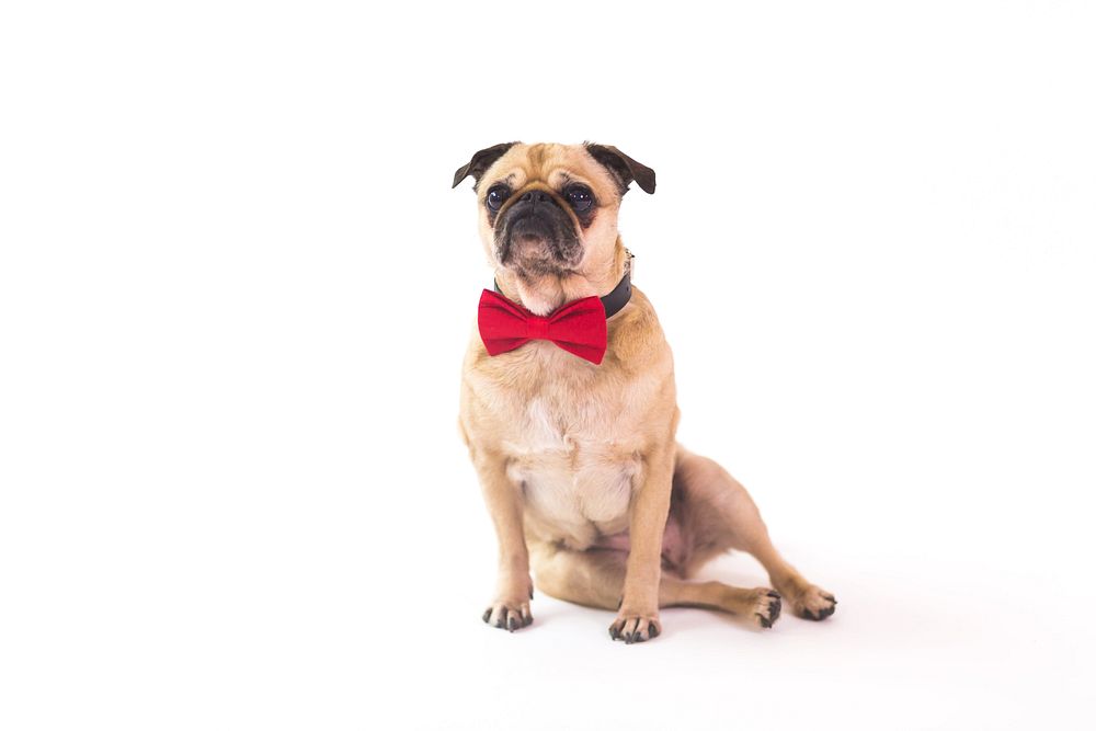 Tan pug sitting down wearing red bowtie.