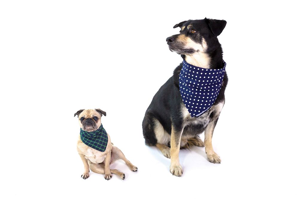 Two dogs sitting down wearing bandanas around the necks.