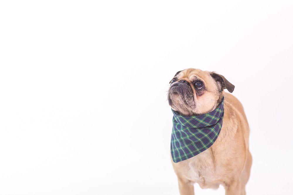Tan pug standing looking up wearing a blue and green bandana.