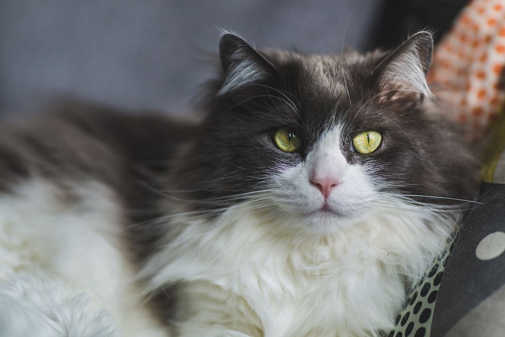 Close up of one long haired cat.