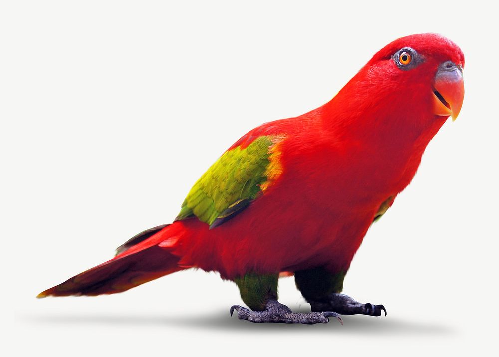 Red parrot image graphic psd