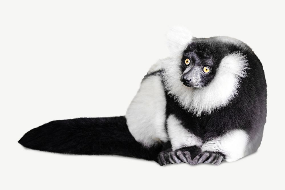 Black and white lemur animal psd, ruffed lemur