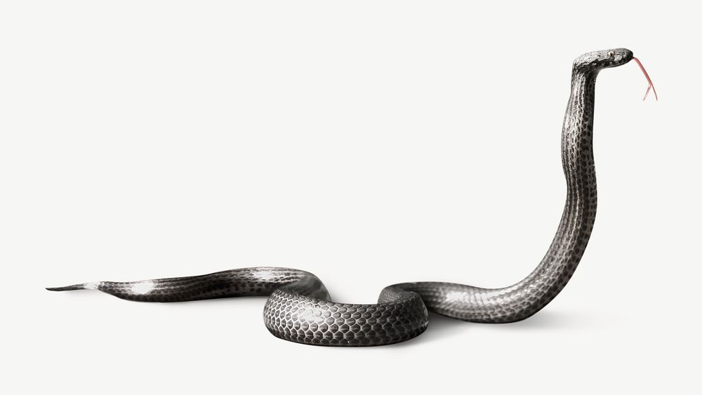 Cobra Snake Image Graphic Psd | Free PSD - Rawpixel